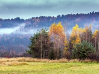 Złockie